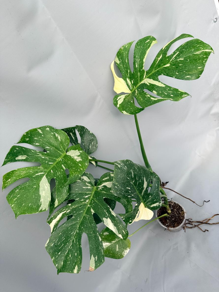 PLANTS BY GENUS