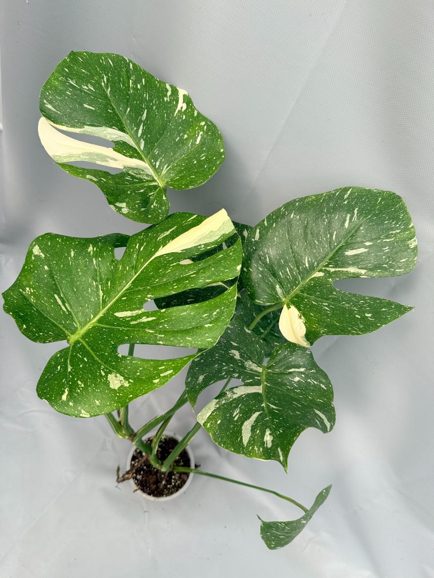 LARGE PLANTS